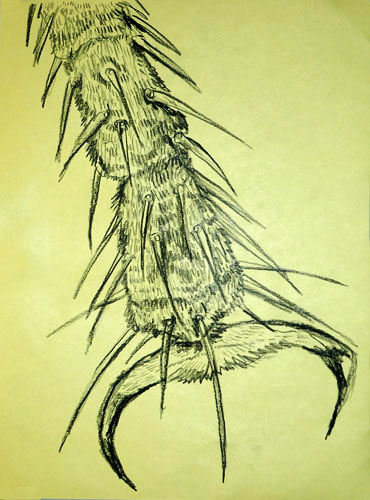 HouseFlyLeg-web.jpg