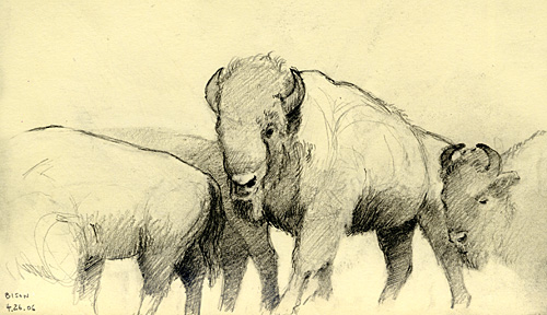 kon_bison.jpg